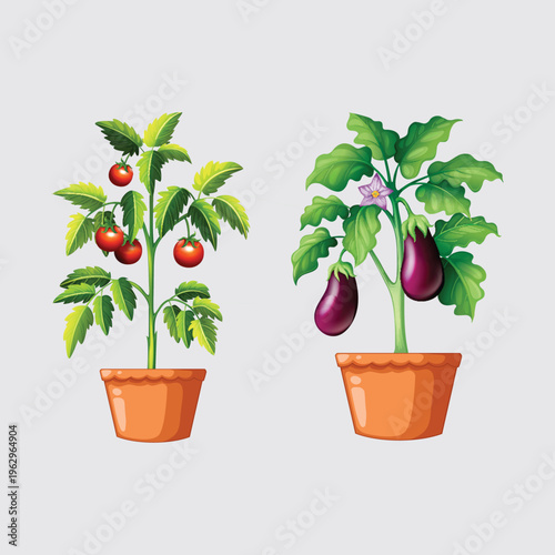 Potted Tomato And Eggplant Plants With Ripe Fruits, Leaves And Flower Illustration