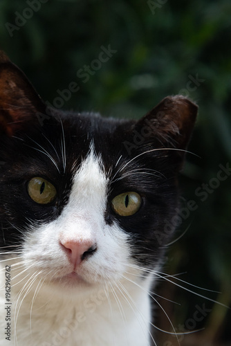 Close-up portraits of street cats in natural outdoor setting. Domestic animals with different colors and expressions in urban environment.