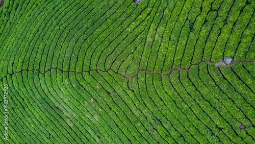 Munnar Tea Plantation pattern Aerial Landscape View