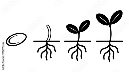 Vector showing the stages of plant growth from seed to sprout in four distinct phases