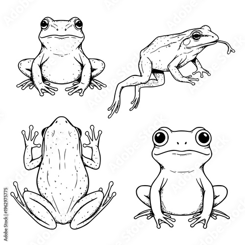 Hand Drawn Frog Set Vector Illustration Amphibian Collection for Designers