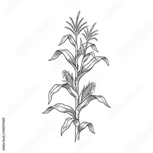 Mature corn stalk with cobs and leaves hand-drawn vintage sketch