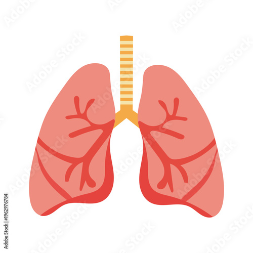 Human Lungs Anatomy Illustration