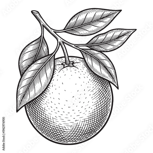 Vintage hand-drawn sketch of a whole orange fruit on a branch with leaves