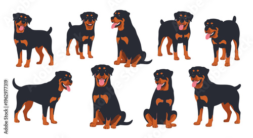 Rottweiler dog illustrations in various poses on white background  
