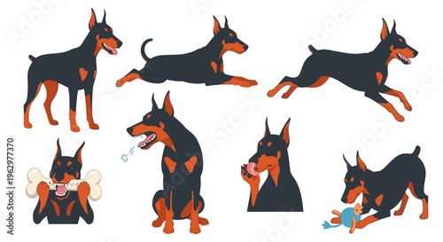 Doberman Pinscher dog performing various playful actions and poses  