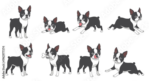 Boston Terrier dog in various playful poses and expressions  