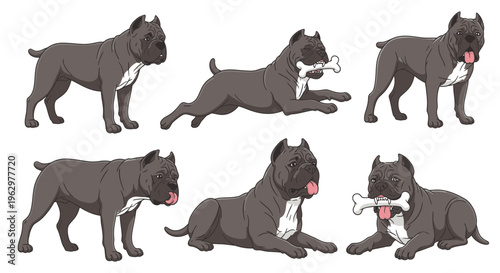 Cane Corso dog performing various actions in playful poses  