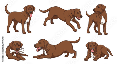 Brown Labrador dog in various playful poses on white background  