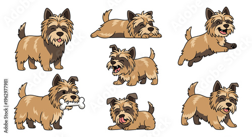 Skye Terrier dog in various playful poses with a happy expression  