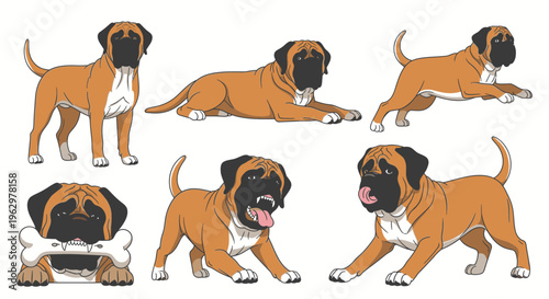 English Mastiff dog in various playful poses with a bone  