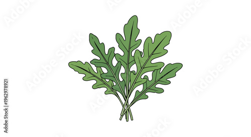 Freshly Gathered Green Arugula Leaves Illustration for Healthy Eating and Culinary Design Element Featuring Vibrant Garden Produce Arugula Rucola