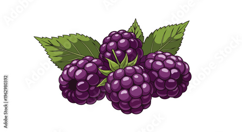 A vibrant illustration showcasing a cluster of fresh, ripe purple blackberries with verdant leaves on a white background