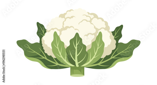 A fresh white cauliflower with bright green leaves rendered in a clean flat graphic style perfect for illustrating healthy eating cooking and garden