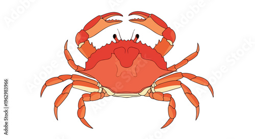 Vibrant crimson marine crustacean with formidable claws and articulated limbs rendered in a crisp, clean graphic style, capturing its aquatic essence