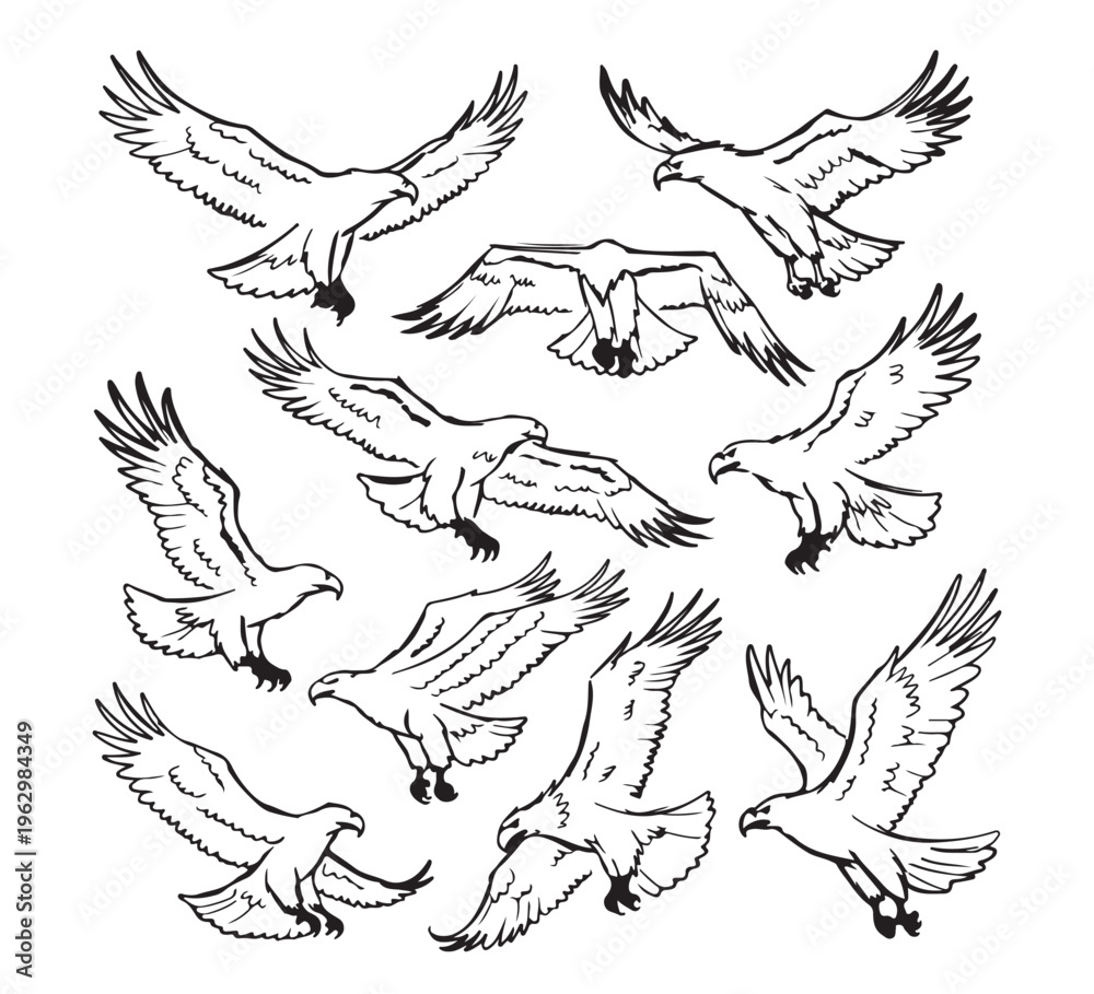 Fototapeta premium Dynamic illustrations of majestic eagles. Powerful birds of prey in various flight and landing poses. Detailed black line art capturing wild beauty