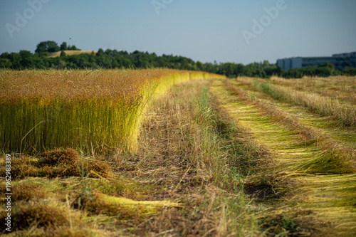 Photos Freshly harvested flax stalks laid in parallel rows on a field
