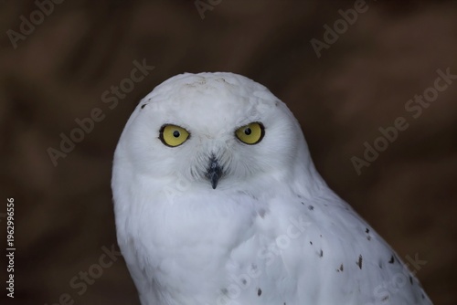 カメラ目線のシロフクロウの顔のアップ