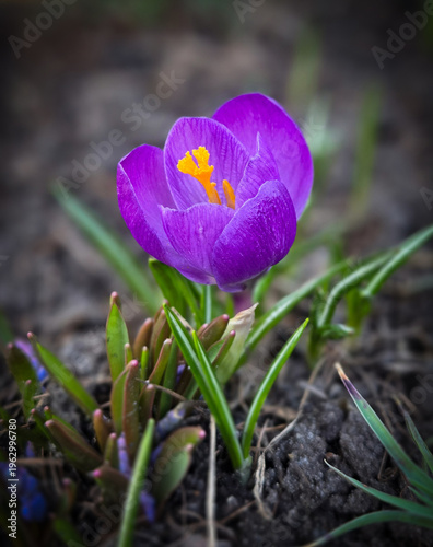 Obraz na płótnie spring crocus flowers