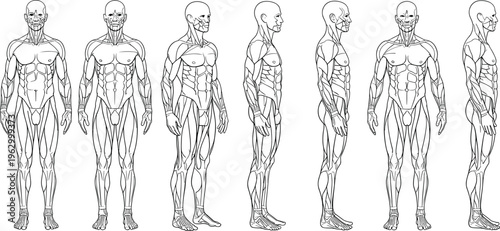 Vector medical illustration of the human male muscular system featuring anatomical front and side profile views of muscles isolated on a white background.
