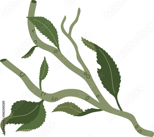 Wild Leaf Branch Natural Botanical Illustration