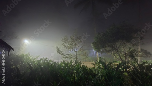 morning mist in the forest