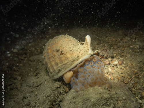 Horned helmet sea snail Galeodea echinophora laying eggs on sandy seabed, underwater behavior