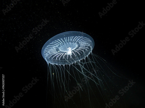 Bioluminescent jellyfish Many-ribbed Jelly - crystal jelly (Aequorea forskalea) glowing in dark ocean water