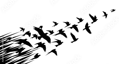 Flock of Birds Silhouetted Against White Background.