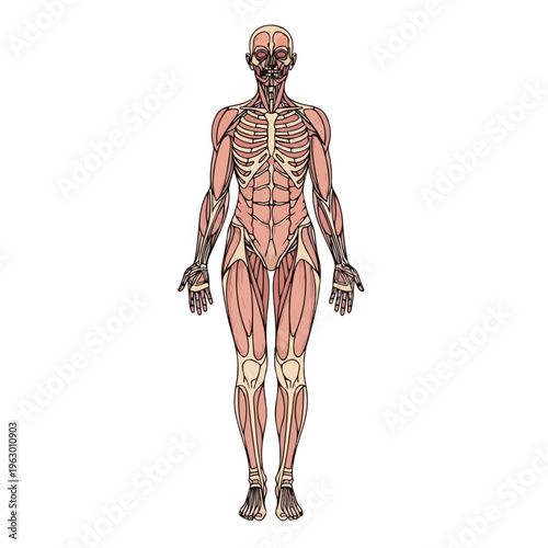Anatomy illustration of the human body, muscles and bones shown
