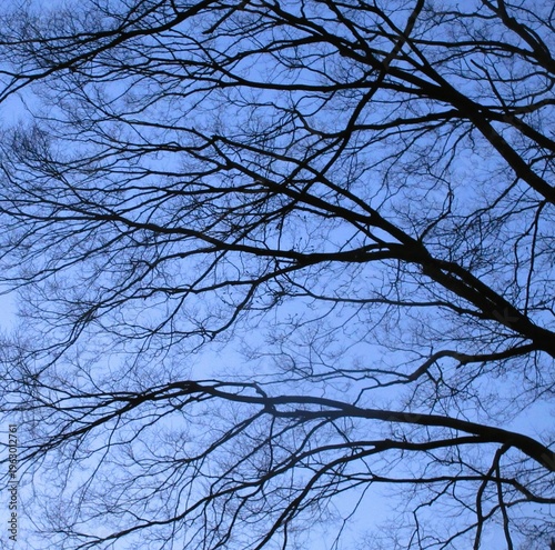 夕暮れの空と冬枯れの木