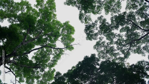 A peaceful upward view of lush green forest canopy with tree branches naturally framing the bright sky. Ideal for themes of nature, environment, calmness, and mindfulness.