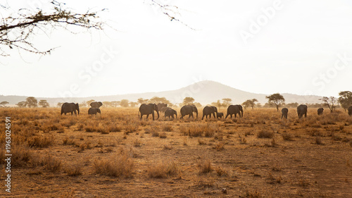 Elephant herd in the Serengeti during golden safari hours