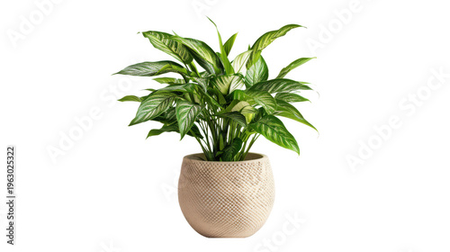 Potted Green Variegated Dieffenbachia Plant in Textured Beige Ceramic Planter foliage leaves, Isolated On Black Background, Png Transparent Background, Cut Out