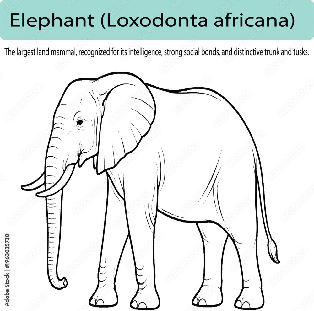 Fototapeta premium A minimal line art illustration of an elephant in side view, with smooth flowing outlines and subtle detailing in the ears and trunk. The composition is clean and balanced, using consistent stroke wei