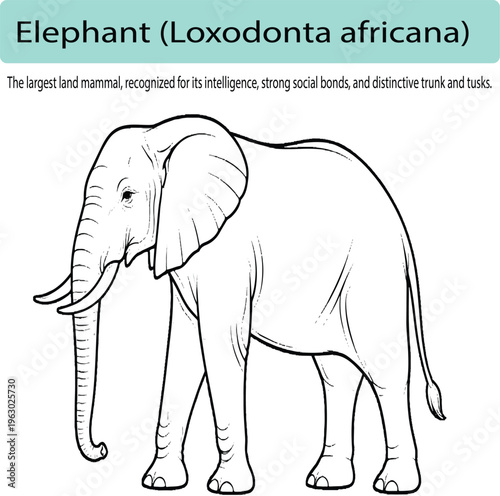 A minimal line art illustration of an elephant in side view, with smooth flowing outlines and subtle detailing in the ears and trunk. The composition is clean and balanced, using consistent stroke wei
