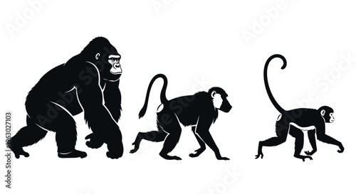 Evolutionary progression of primates from gorilla to monkey.