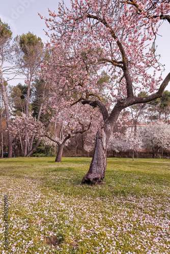 Blooming almond trees in Madrid's peaceful landscape