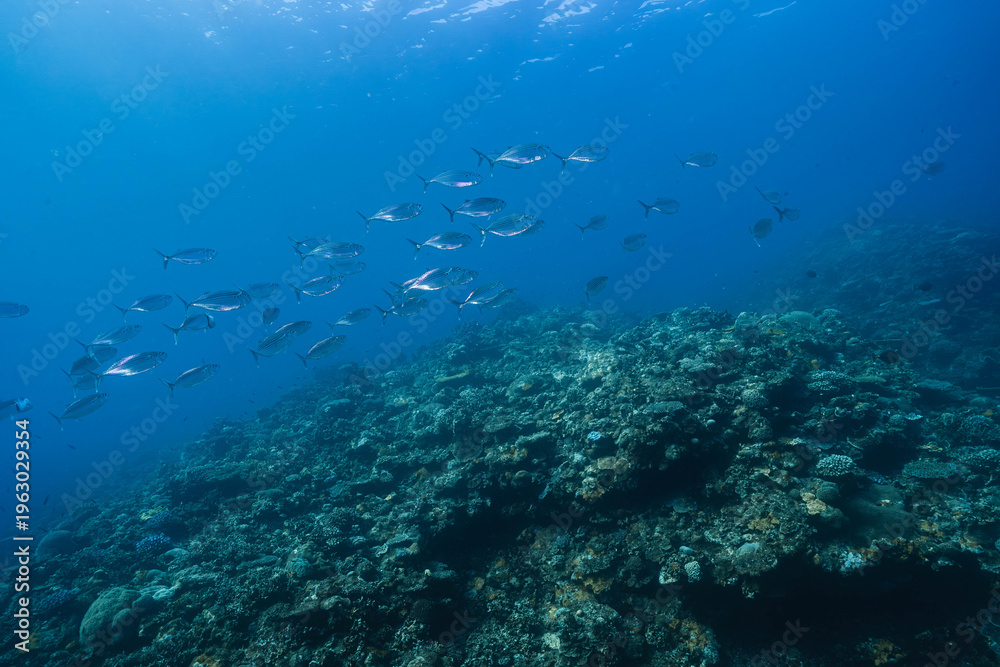 Obraz premium Fish School Silhouettes Against Blue Ocean Light