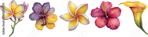 colorful flowers isolated on white background