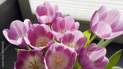 Pink tulips arranged in a vibrant bouquet, opening petals and green foliage