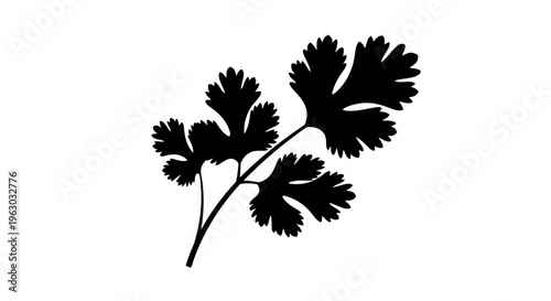 Silhouette of Coriander Leaves Branch Isolated on White.