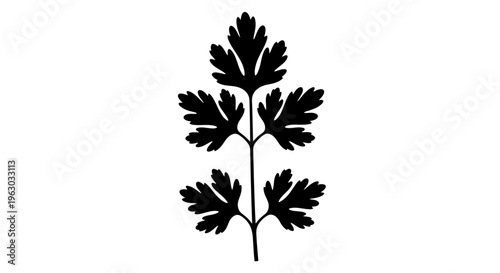 Black Silhouette of a Fern Leaf on White Background.