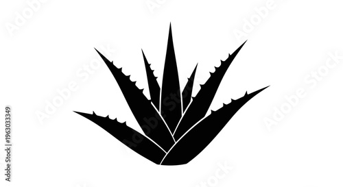 Black Silhouette of Aloe Vera Plant.