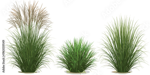 Three green ornamental grass clumps including fountain grass and miscanthus isolated on white background for landscape design and garden vector
