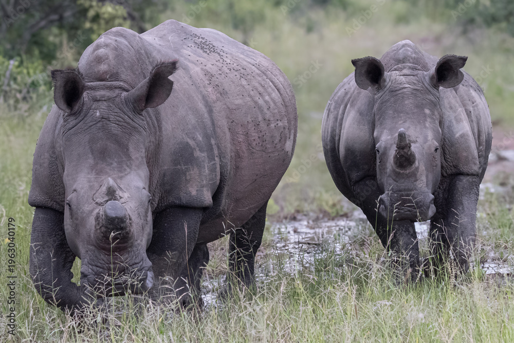 Obraz premium Rhino Mother and Calf