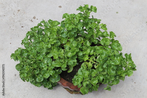 known as Sissoo spinach, Brazilian spinach or Alternanthera sissoo, the plant is commonly known as ground cover, its leaves are edible, the plant also does best in pots