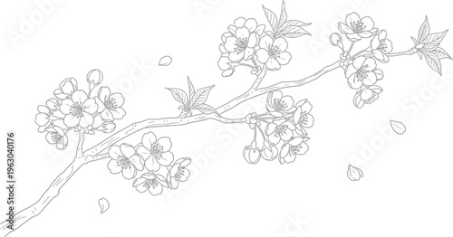 Elegant black and white line art drawing depicts a blossoming cherry tree branch with falling petals for springtime design.