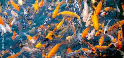 Foto There are many colorful Japanese carp fish swimming in the water
