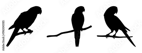 Parrot set with vibrant feather silhouette perched on simple wooden pole featuring parrot, bird, wildlife illustration with tropical and nature
